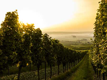 BARNES Vineyards Investment