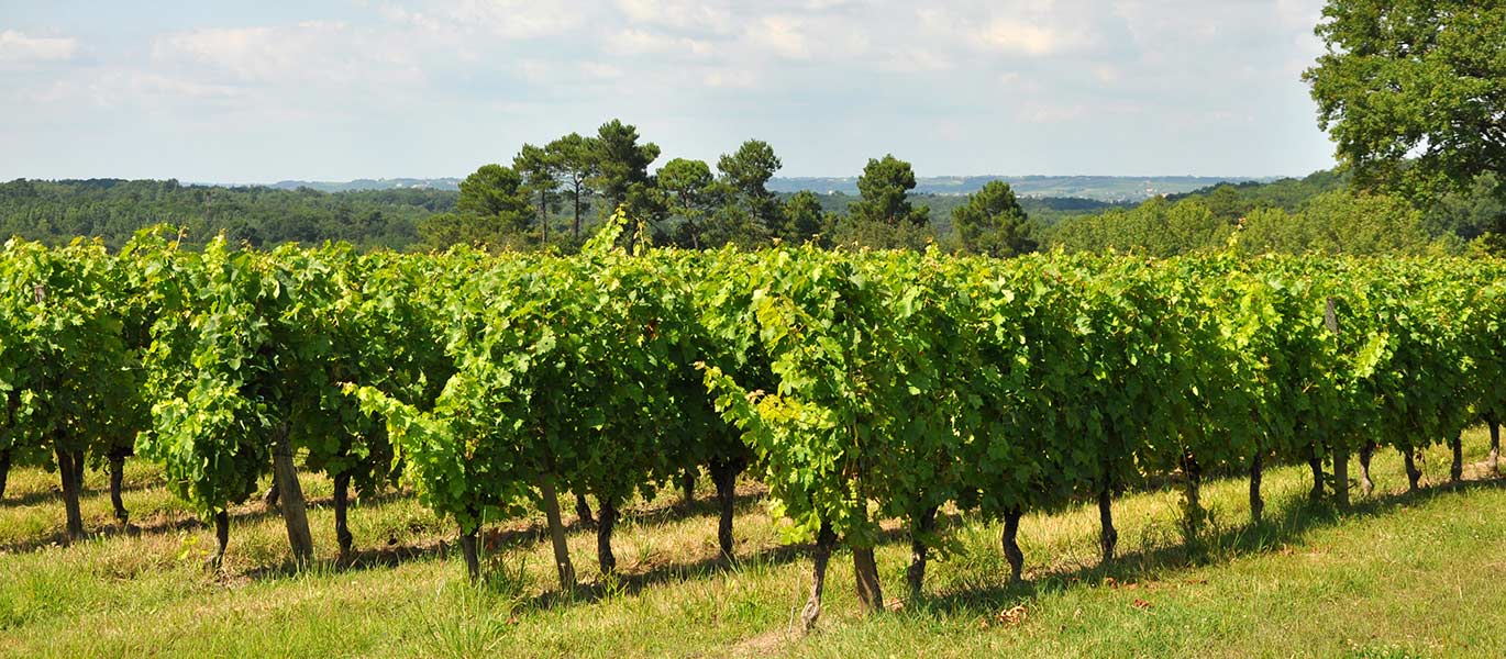 Domaines viticoles