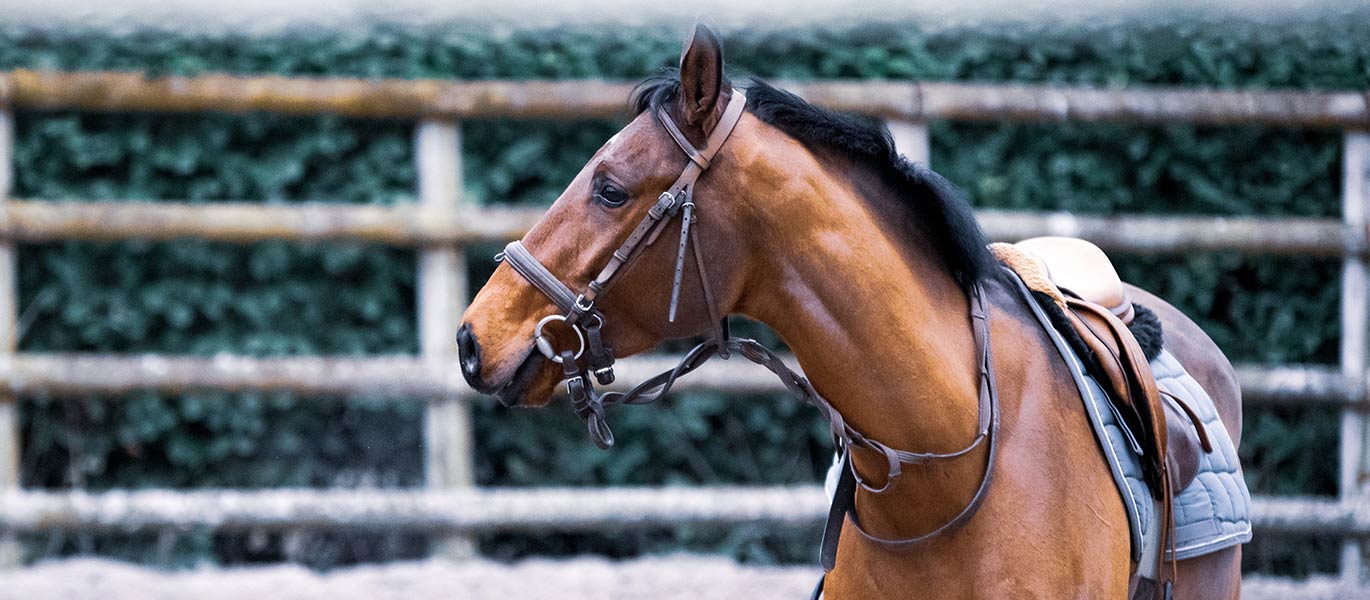 Domaines équestres et haras